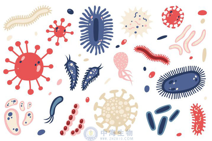 微生物是什么？哪些營養(yǎng)物質(zhì)促進(jìn)微生物生長繁殖？